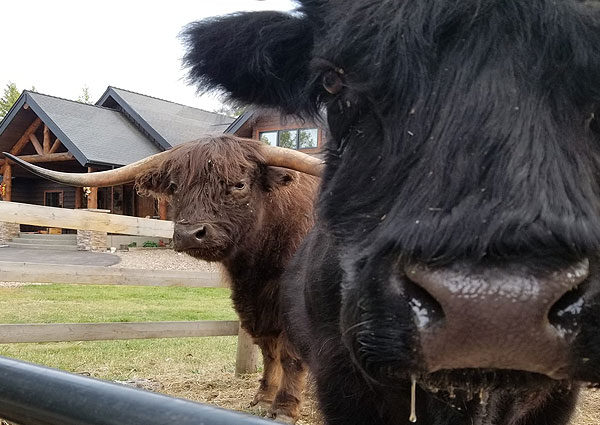 Bailey's Bed N Bale - Whitefish MT - Vacation VRBO short term rental